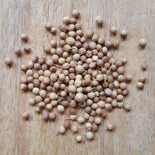 Coriander seed whole 芫荽子